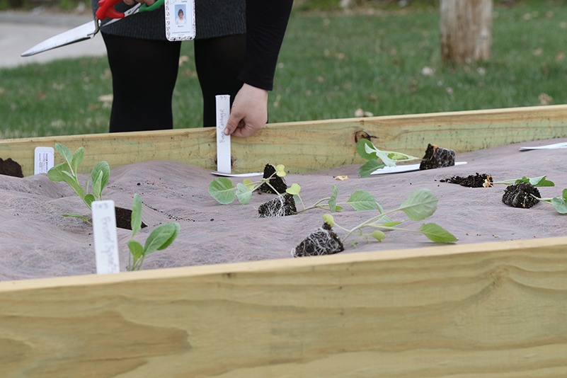 Plants in raised garden bed