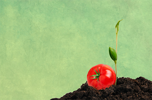 Tomato growing out of soil in illustration