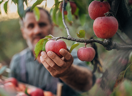 Man picking apples from a tree